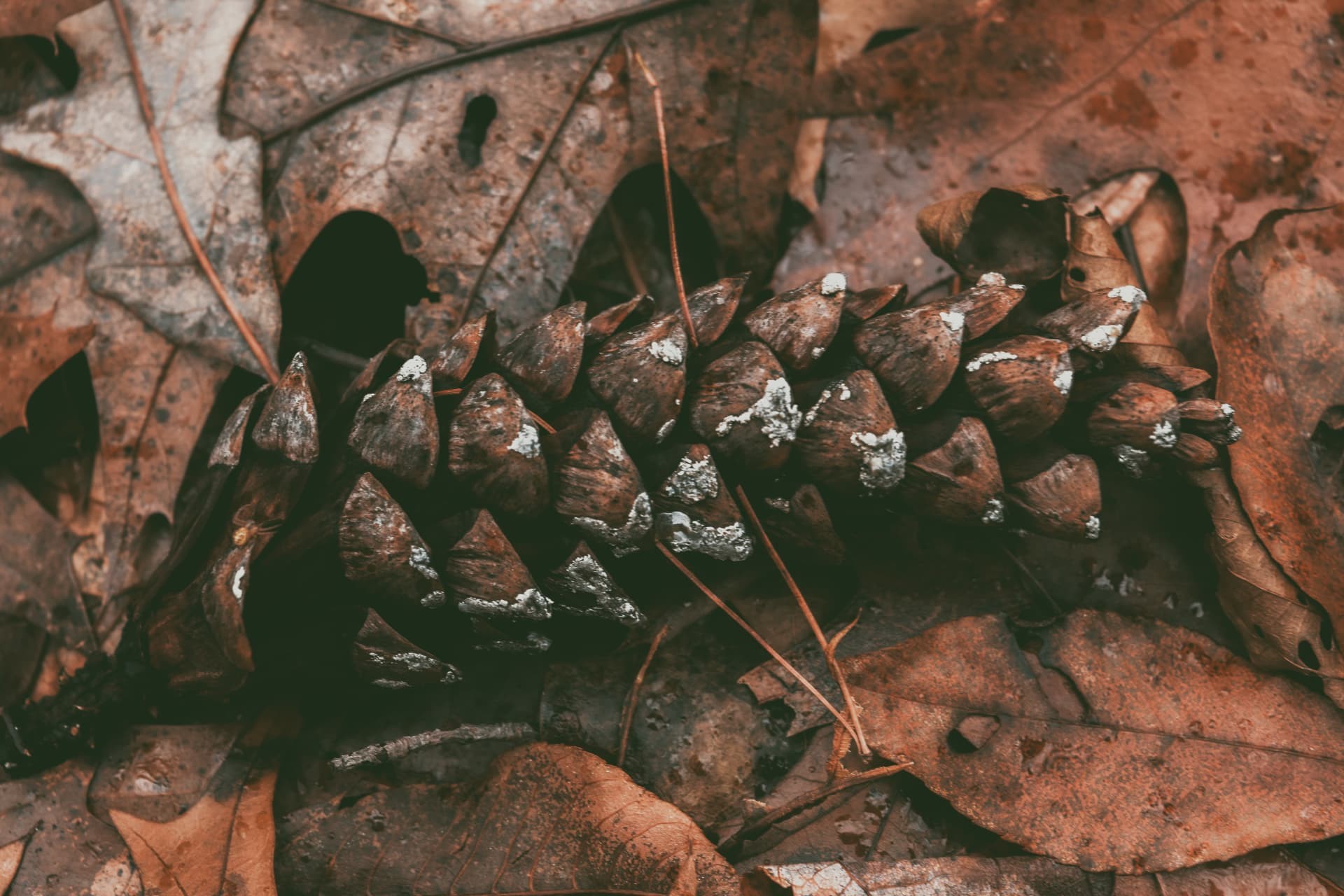 A pine cone resting among fallen leaves