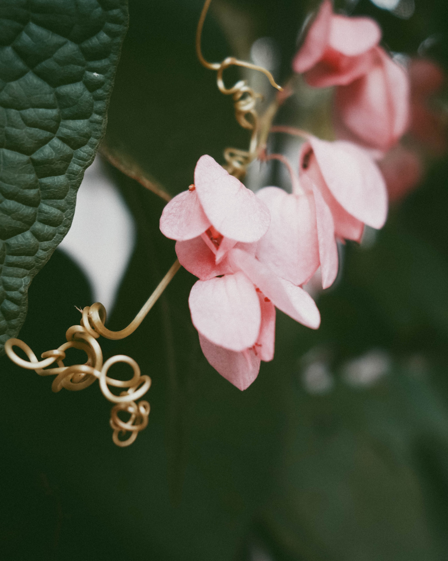 Pink begonia flowers hanging beside curled tendrils