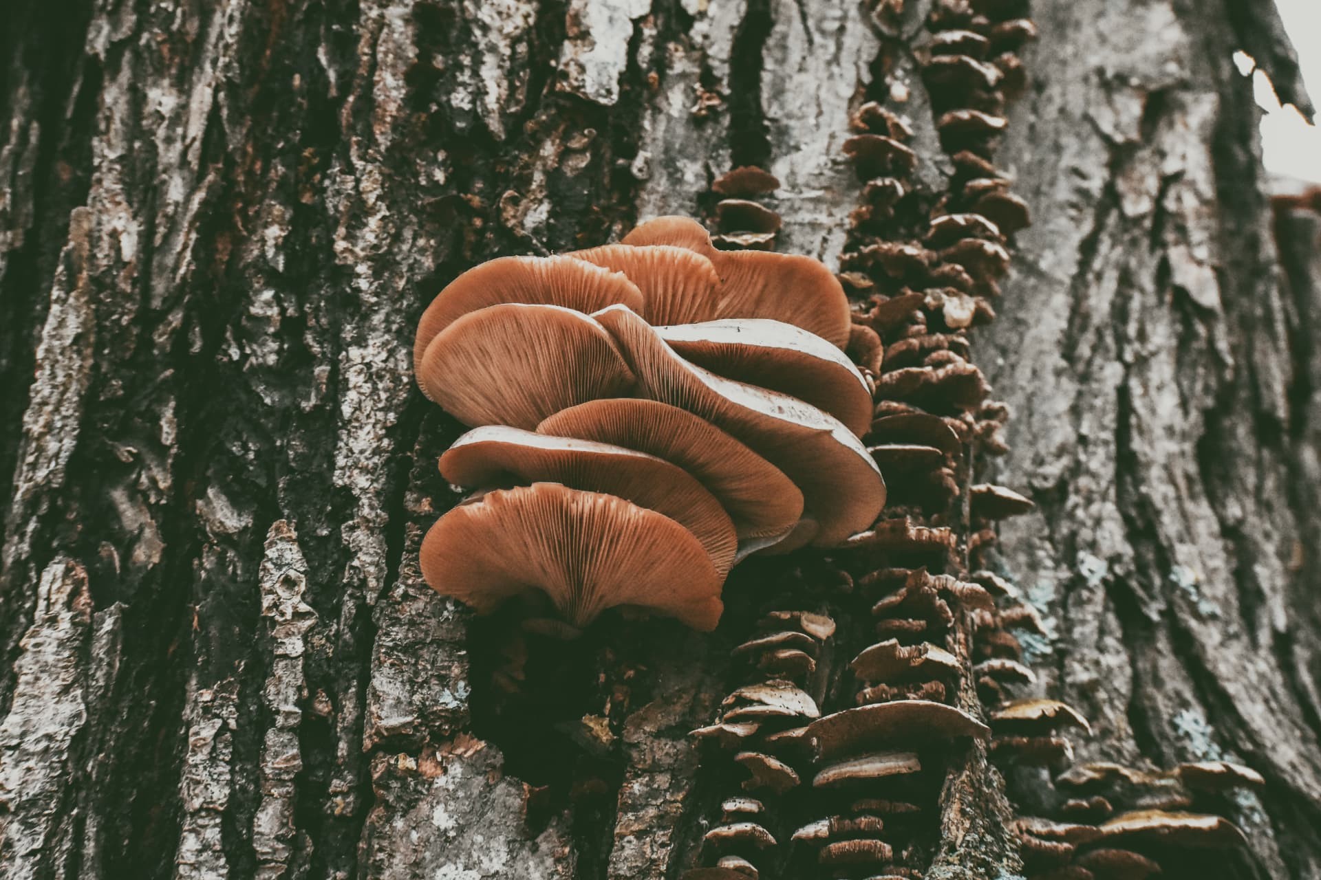 Salmon-pink mushrooms growing from a birch trunk