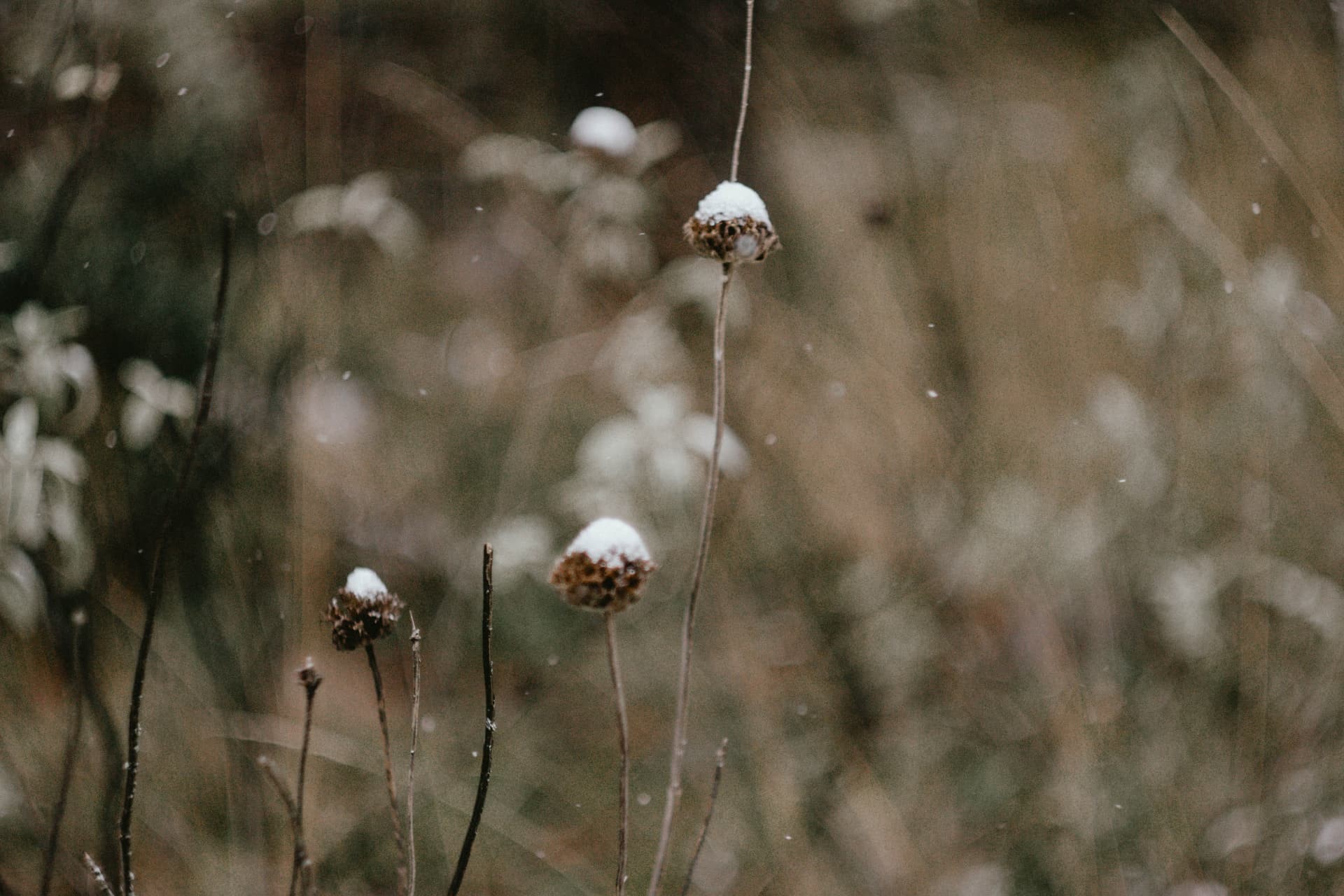 Snow-dusted dried flower stems in falling snow
