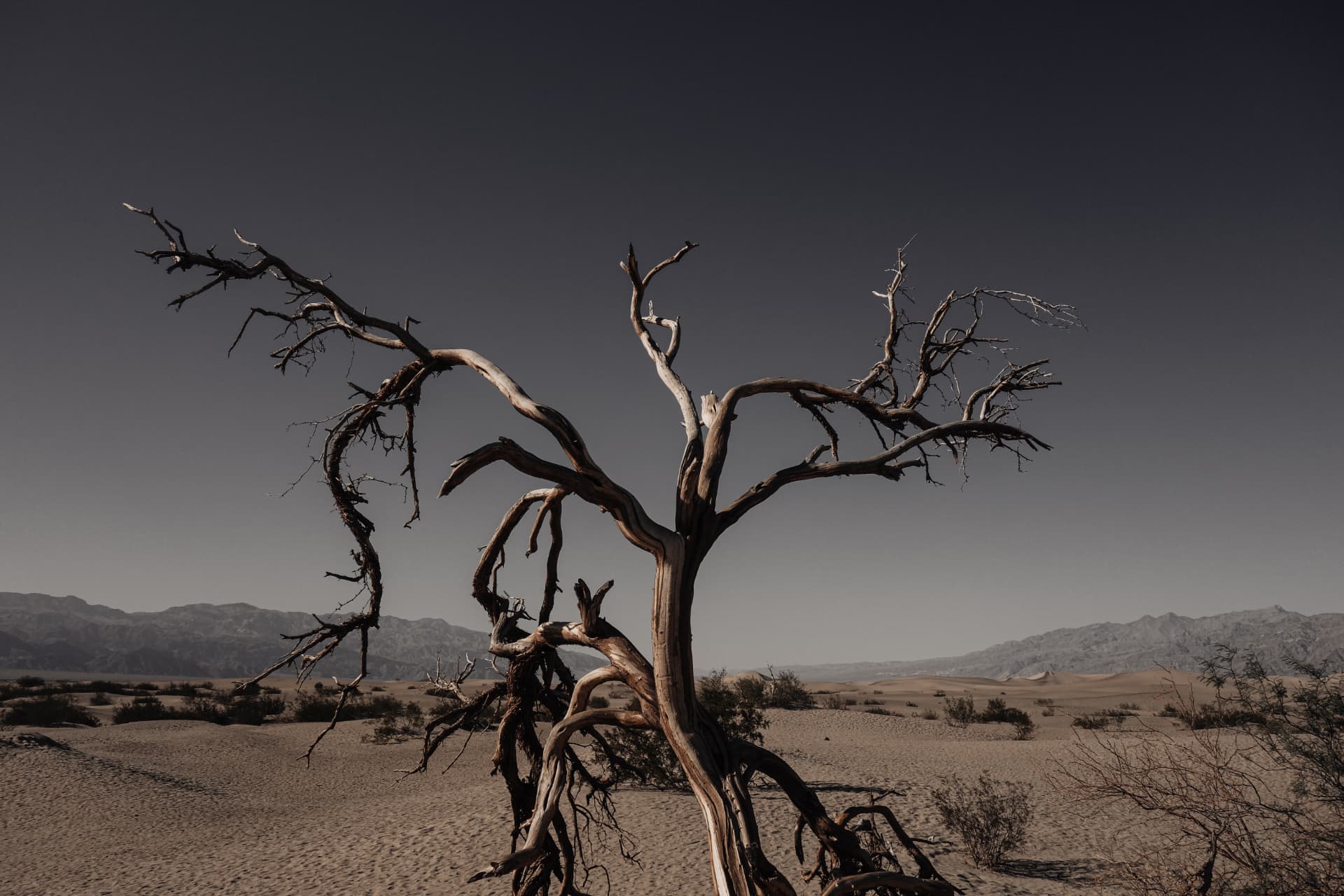 A weathered dead tree among desert dunes