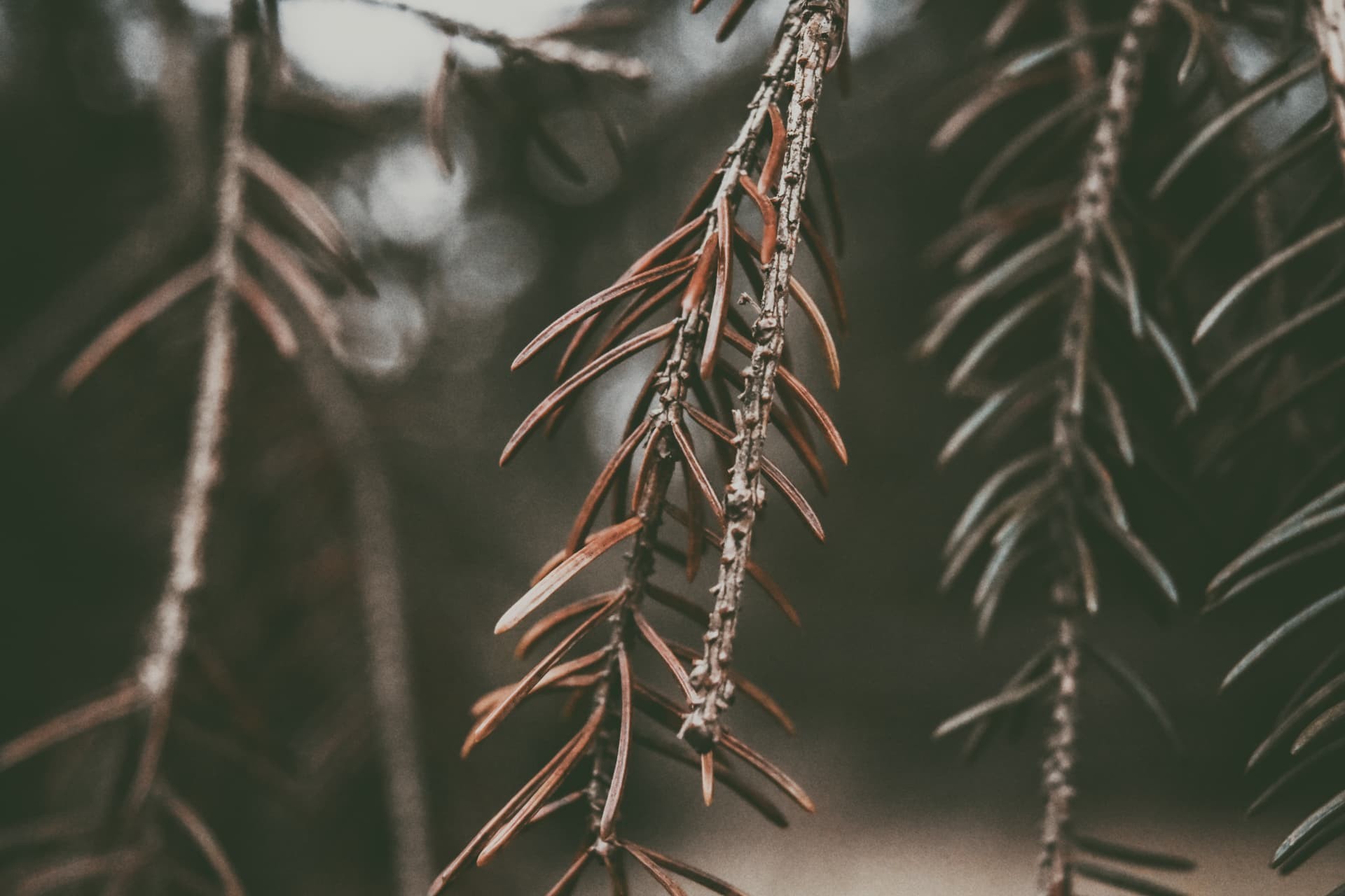 Reddish evergreen needles and cones in close-up