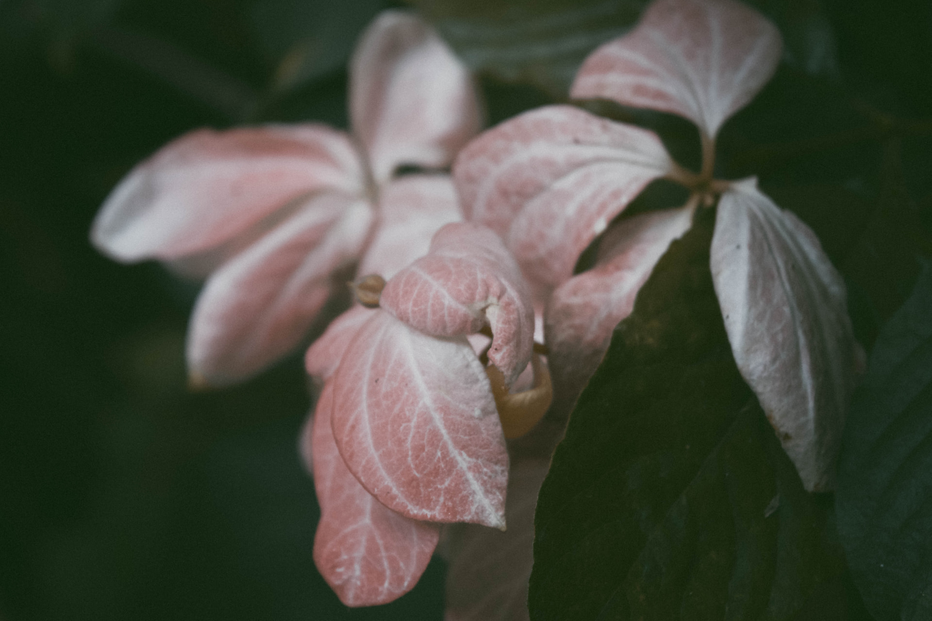 Pink-veined leaves among dark foliage