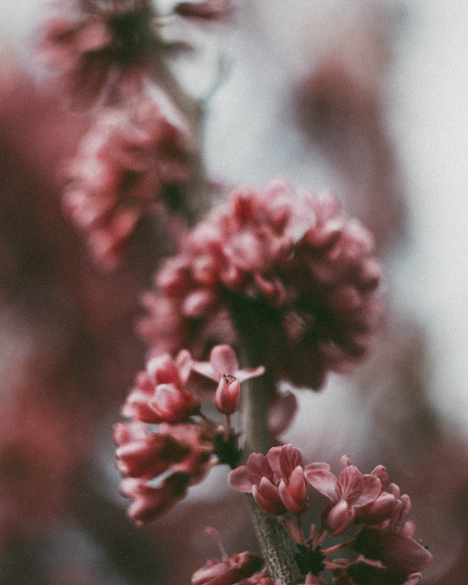 Reddish-pink spring blossoms in soft focus