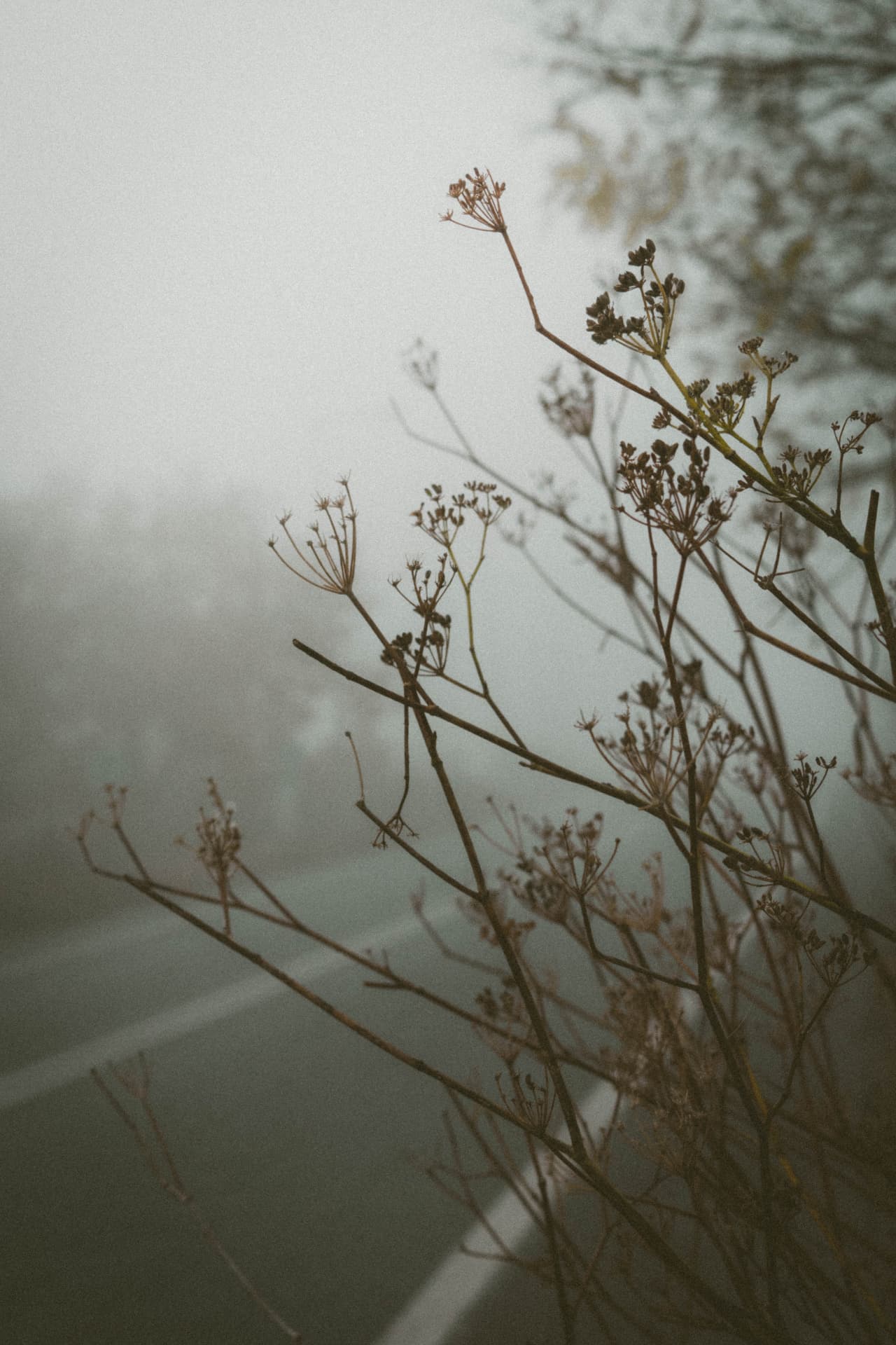 Dried seed heads on bare branches beside a misty road