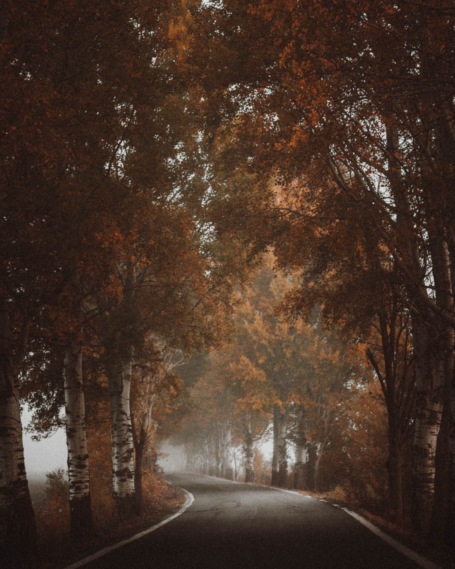 A narrow birch-lined road curving beneath autumn trees in fog